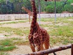 -北京野生动物园