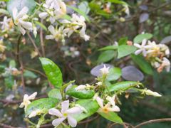 -普陀山慧济禅寺