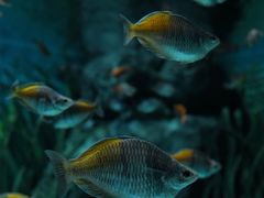-上海海洋水族馆
