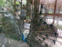 -南宫五洲植物乐园