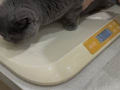 -佩兹宠物医院肿瘤专科·眼科·牙科(黄浦店)