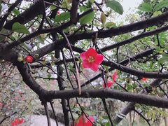 -铁山坪森林公园