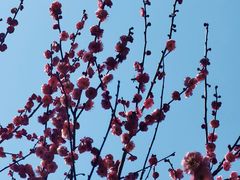 -新建村梅花