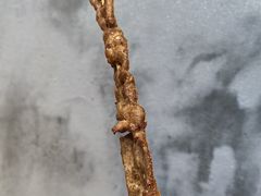 -老酱油炸社