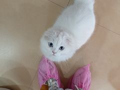 -喵宠乐园·撸猫互动·猫舍