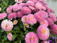 -荷兰花海
