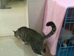 -瑞鹏宠物医院·骨科·猫科·内科(第一中心)