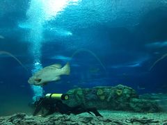 -珠海长隆海洋王国