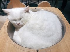 -飞行喵MR PILOT|猫舍·猫咖(静安大融城店)