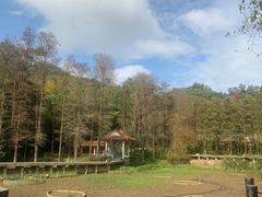 -深圳仙湖植物园