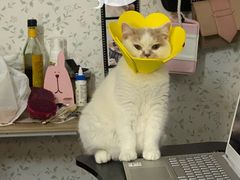 -凯特喵百思猫专科医院