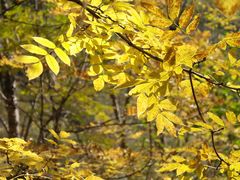 -叠溪松坪沟景区