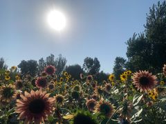 -长白岛森林公园