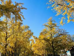 -三里屯东五街银杏大道