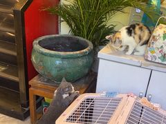 -猫小院猫主题餐厅(南锣旗舰店)