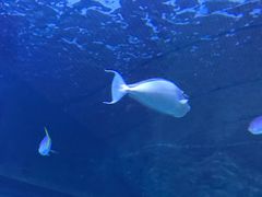 -悉尼海洋生物水族馆