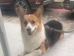 -纳吉亚猫专科动物诊疗中心(蒋宅口分院)