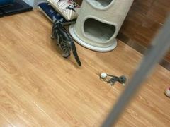 -美联众合动物医院·伴可分院·内科中心医院
