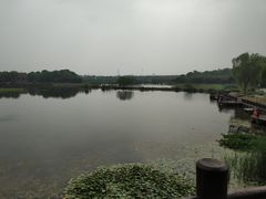-荷塘月色湿地公园·向阳花洲
