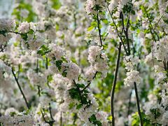 -海棠花溪(元大都城垣遗址公园)