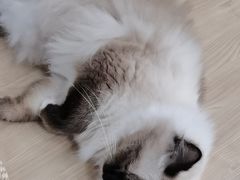 -东莞宠友24H宠物中心医院·转诊夜诊·异宠(新河北路院)