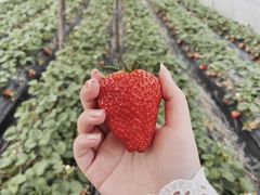 -胜丰草莓采摘园