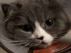 -安安宠医·安宠宠物医院