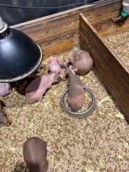 -酷嗒动物文化乐园(cutezoo西溪乐天城店)