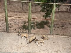 -青藏高原野生动物园