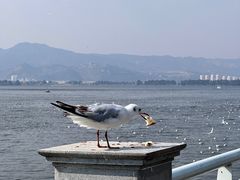 -海埂大坝