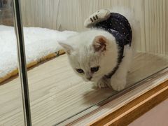 -屋虎猫馆(宝安大仟里店)