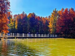 -上海海湾国家森林公园