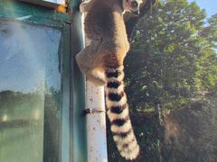 -泉州海丝野生动物世界