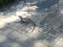 -可伦宾野生动物保护区