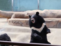 -东方熊牧场