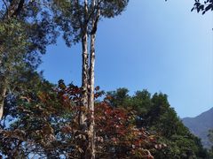 -深圳仙湖植物园