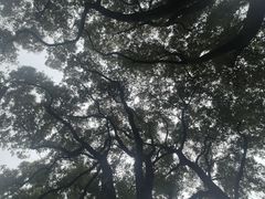 -秋霞圃