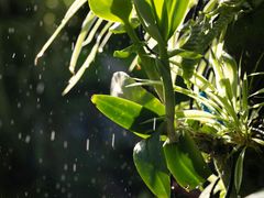 -国家植物园南园