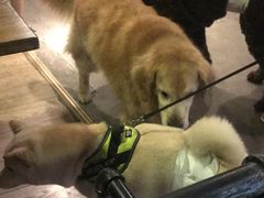 -百好乐宠物友好餐厅(朝外大街店)