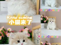 -小猫来了·猫舍(红山六九七九店)