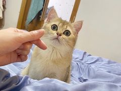 -柚子猫舍·精品猫舍购猫·猫咪认养·购宠·宠物店