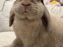 -爱侣宠医·鹦鹉专科·小型哺乳类·异宠专科(灵石路店)