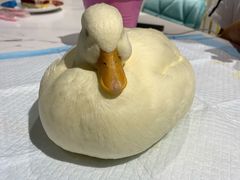 -RU DUCK柯尔鸭公社·撸鸭俱乐部·羊驼·小香猪