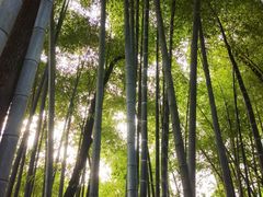 -金水泊山庄·花椒鸡(铁山坪店)