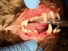 -菲尔斯特宠物医院