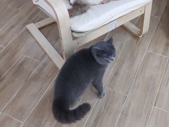 -李小姐の猫咖啡馆(五角场店)
