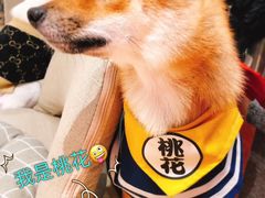 -逗柴咖啡屋·狗咖猫咖宠物桌游