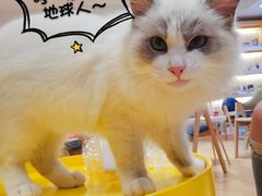 -Pets First伊珊娜洗护·精致美容·家庭式寄养(新会路店)