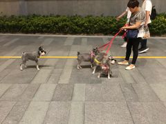 -冶春茶社(星汉大厦店)