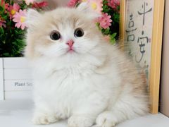 -小猫来了·猫舍(红山六九七九店)